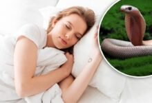 सपने में सांप दिखने का अर्थ,... - काव्यांजलि - kavyanjali.in console corptech